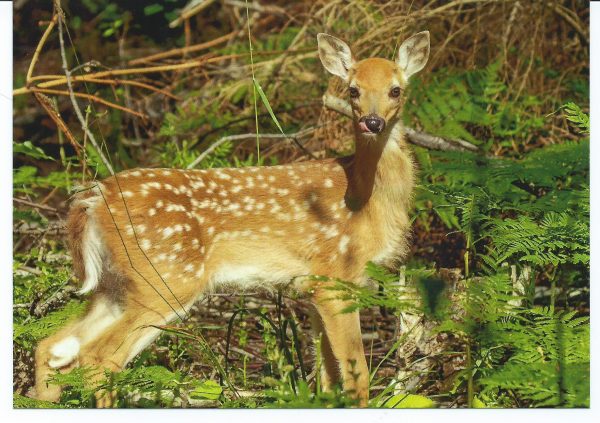 Bambi postikortti